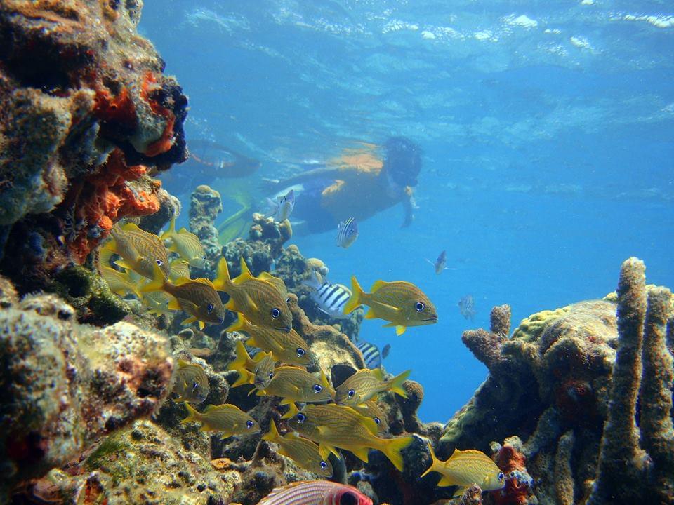 Scuba Diving In Rosario