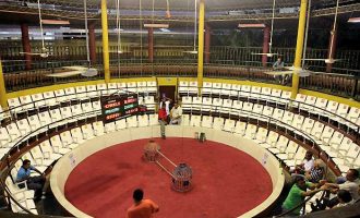 Cockfighting-Tour-Bachelor-Party-Cartagena-1