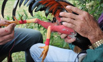 Cockfighting-Tour-Bachelor-Party-Cartagena-2