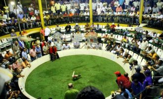 Cockfighting-Tour-Bachelor-Party-Cartagena-4