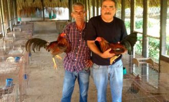 Cockfighting-Tour-Bachelor-Party-Cartagena-5