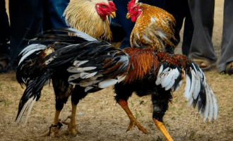 Cockfighting-Tour-Bachelor-Party-Cartagena-6