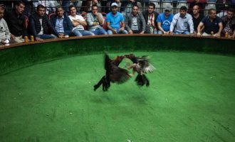 Cockfighting-Tour-Bachelor-Party-Cartagena-8